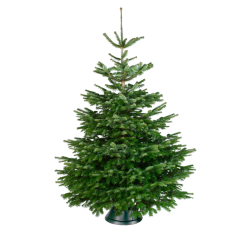 Nordmann Kerstboom 125 tot 300 cm