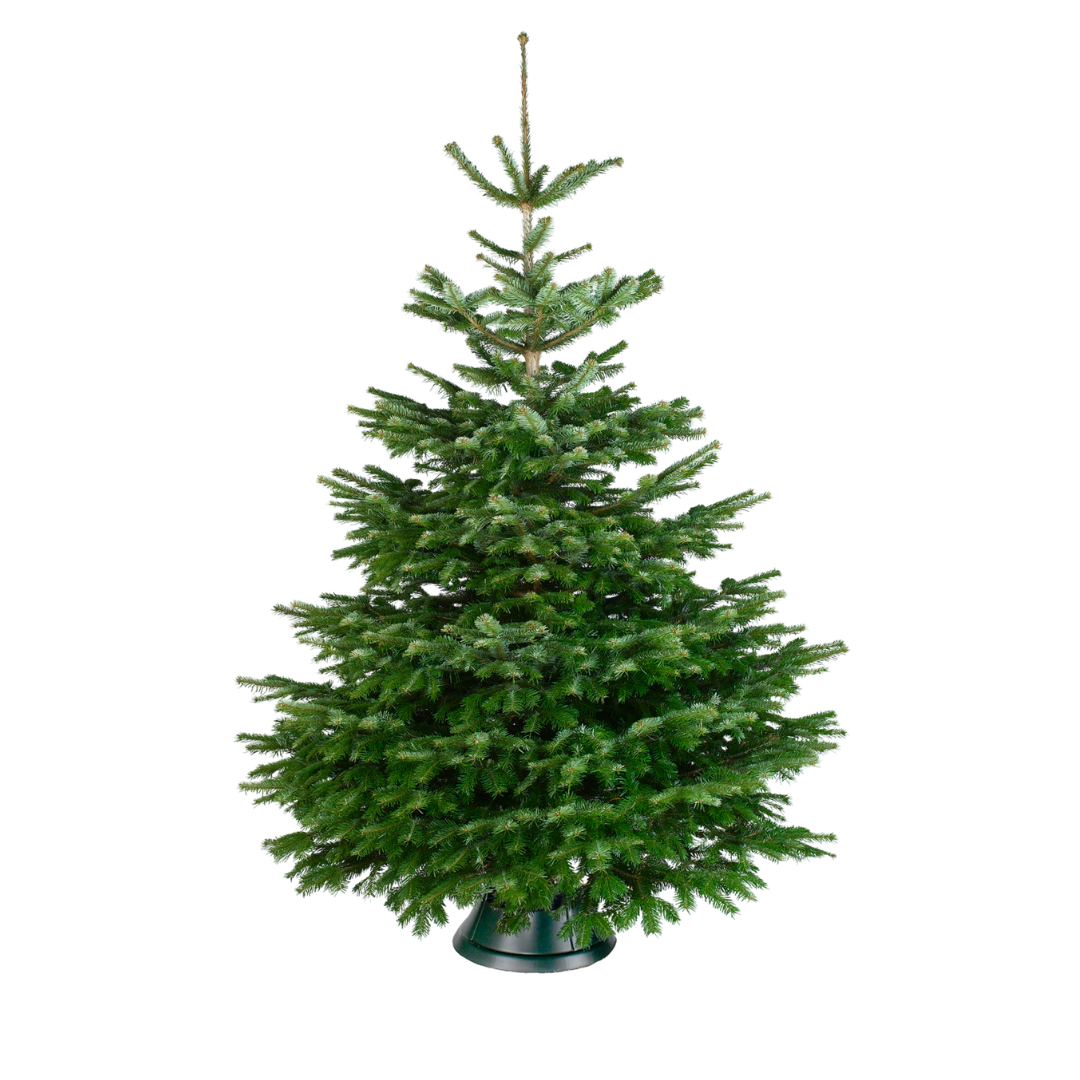 Nordmann Kerstboom 1.75 tot 2.00m Blauw