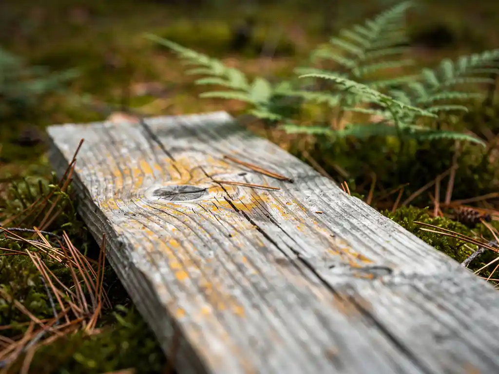 Verweerde douglas fir plank op bemosterde bosbodem, omringd door dennennaalden en varens, met zilvergrijs patina en houtnerf.