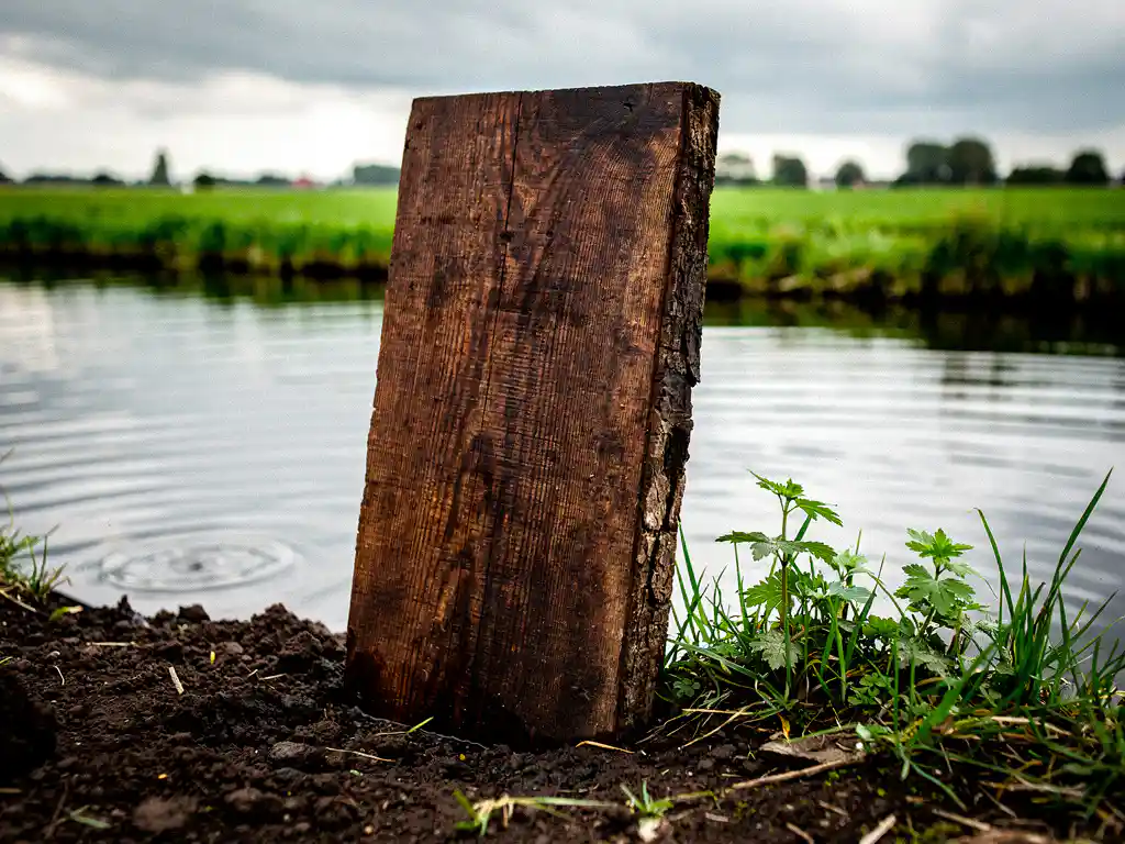 Donker hardhout plank rechtop in natte grond aan de rand van een Nederlandse polderkanaaloever, omgeven door weelderig groen landschap.
